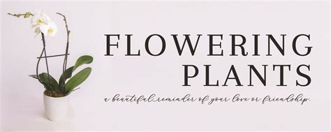 Blooming Plants Delivered Plymouth - Flair Floral