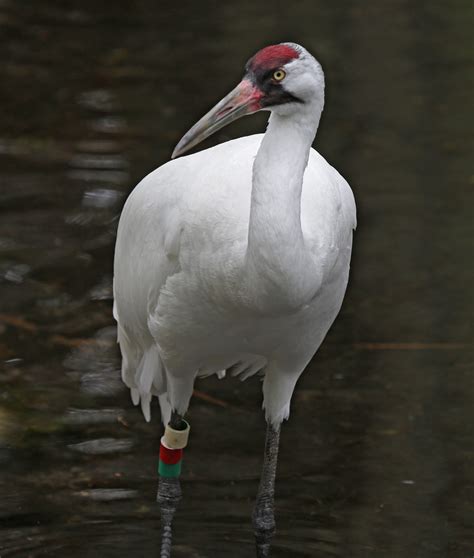 Pictures and information on Whooping Crane
