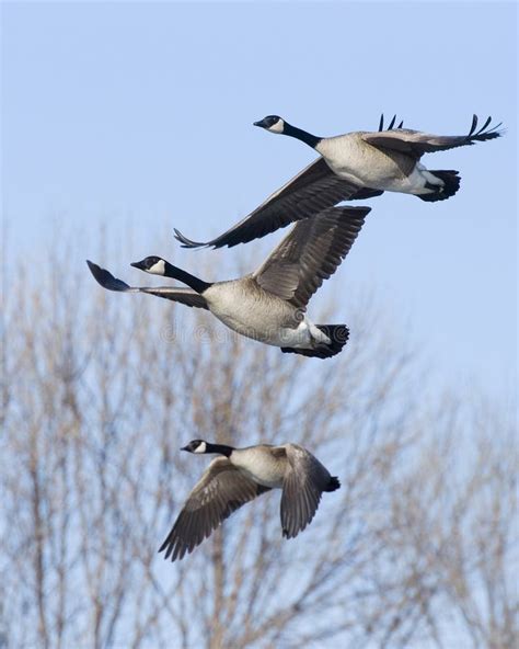 Trio of Flying Geese stock photo. Image of gander, canada - 24990186