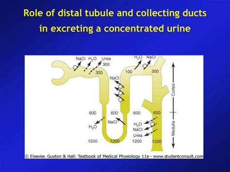 PPT - Regulation of Extracellular Fluid Osmolarity and Sodium Concentration PowerPoint ...