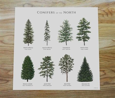 Illustrated Conifer Trees of the Northern Latitues of North America ...