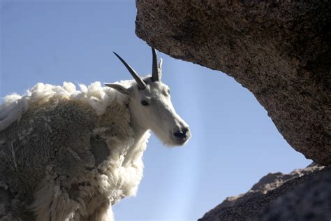 How do Mountain goats get their incredible cliff-climbing skills - Business Insider