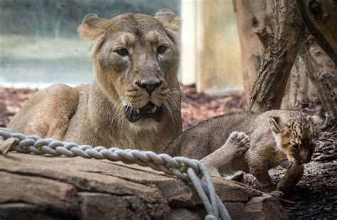 German zoo emergency: Lions, tigers and bears escape from German zoo ...