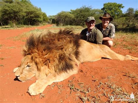 Hunting Lion in South Africa | AfricaHunting.com