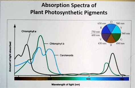 Chlorophyll Absorption Spectrum