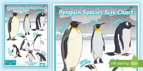 Penguin Species Size Chart |Twinkl KS2 Resources | Penguin