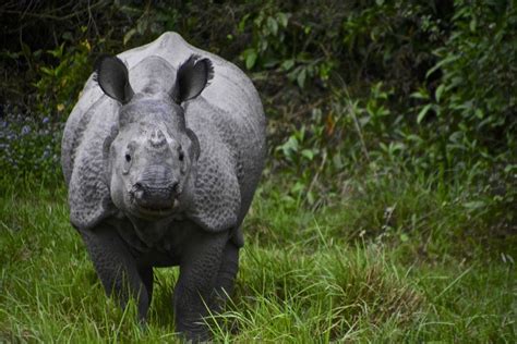 Wildlife in the Himalayas You Might See - Inside Himalayas