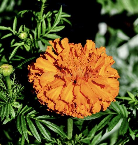 Aztec Marigold stock image. Image of marigold, summer - 152982565