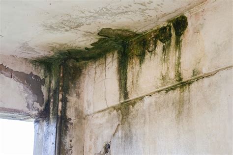 How a Damp Crawlspace Can Aggravate Allergy Symptoms