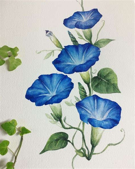 Watercolour morning glories | Watercolor flower art, Flower art ...