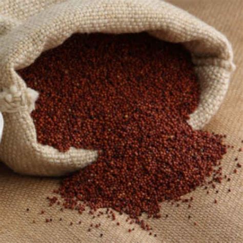 Finger Millet - Whole Ragi - Natural and Unpolished: 1Kg - 24 Farms