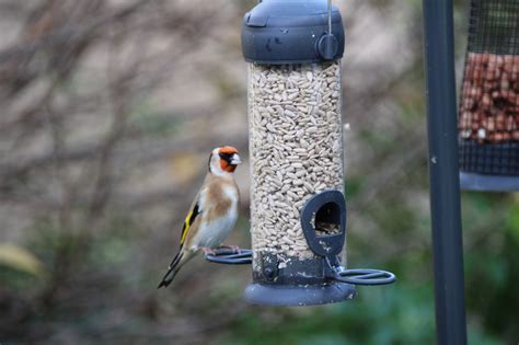 Feeding our garden birds – Dun Laoghaire Rathdown Volunteer Centre