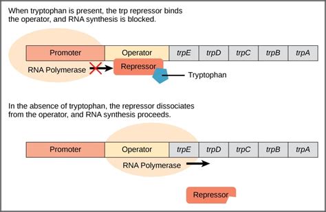 Tryptophan (Trp) Operon