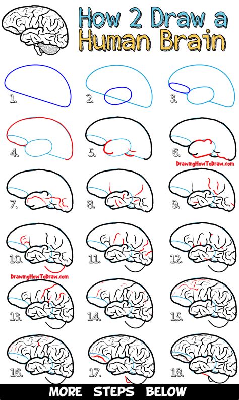 How to Draw a Human Brain - Easy Steps Drawing Lesson for Beginners - How to Draw Step by Step ...