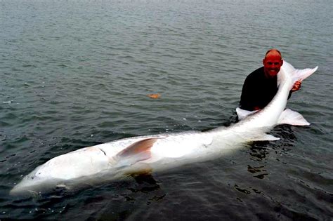 Atlantic Sturgeon – "OCEAN TREASURES" Memorial Library