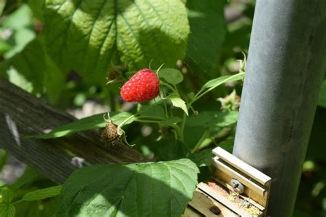 10 Essential Tips When Growing Raspberries In Pots (With Recommended ...