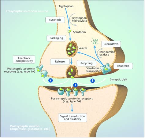 Serotonin Signaling Pathway