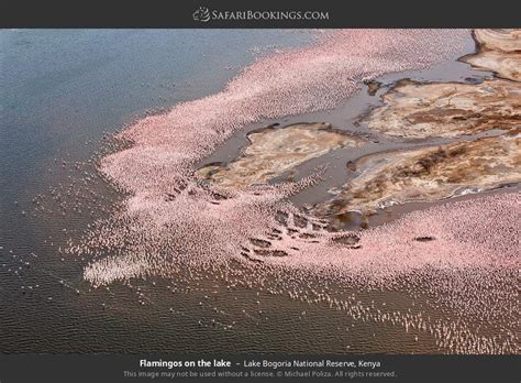 Lake Bogoria Photos – Images & Pictures