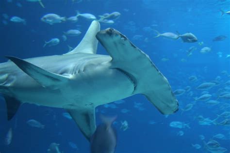 Great Hammerhead Shark | Georgia Aquarium - Ocean Voyager Ex… | Flickr