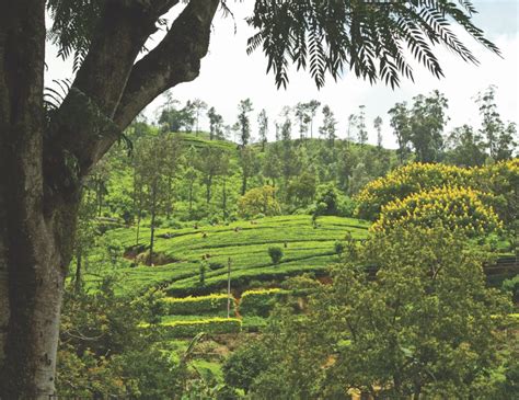 Ceylon Tea - TeaTime Magazine