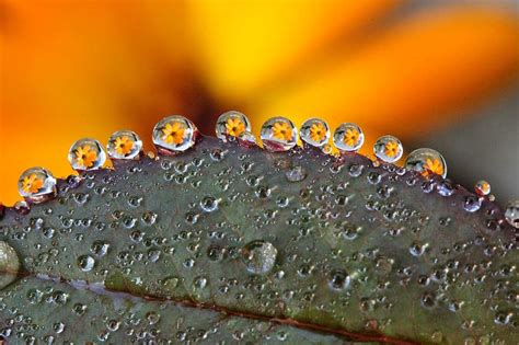 dew-drop, flower, macro, yellow flower, plant, yellow, flowers, marigold, nature, raindrops ...