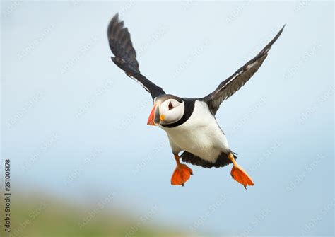 Close up of Atlantic puffin in flight Stock Photo | Adobe Stock