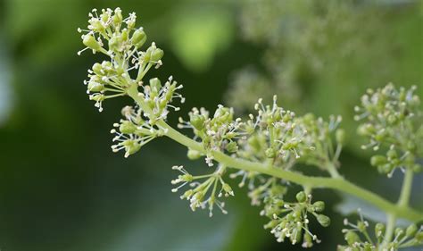 Grape Flowers | A Season in the Vineyard | Journey of Jordan