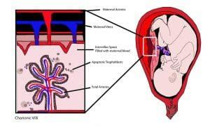 Chorion - Definition, Explanation & Function | Biology Dictionary