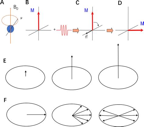 (A) Larmor precession of a proton in B0; (B) macroscopic magnetization... | Download Scientific ...