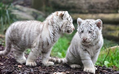 3840x2160px | free download | HD wallpaper: two albino tigers, animals ...