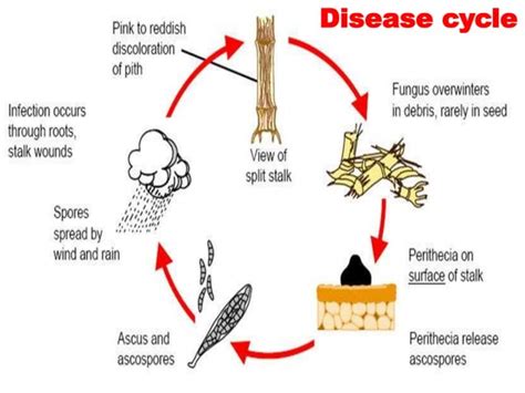 Sugarcane diseases | PPT