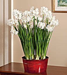 How to do indoor Paperwhites! Flowers in the middle of winter... yes please! | White flower farm ...