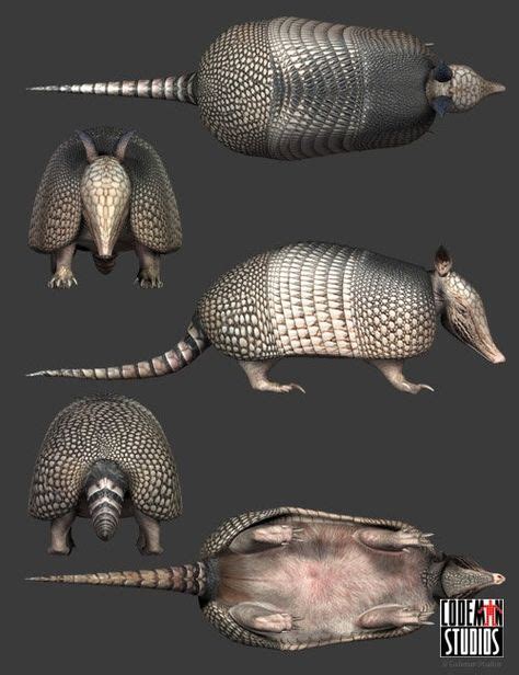 armadillo anatomy | Dieren