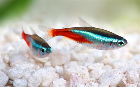 How to Breed Neon Tetras? - The Complete Guide - AquariumNexus