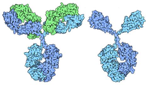 ナノボディ (Nanobodies) | 今月の分子 | PDBj 入門