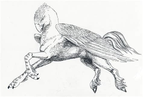 Buckbeak | Harry potter drawings, Harry potter drawings easy, Harry potter sketch