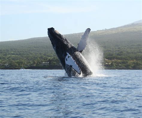 Maui Whale Watching Guide | Humpback Whales in Hawaii