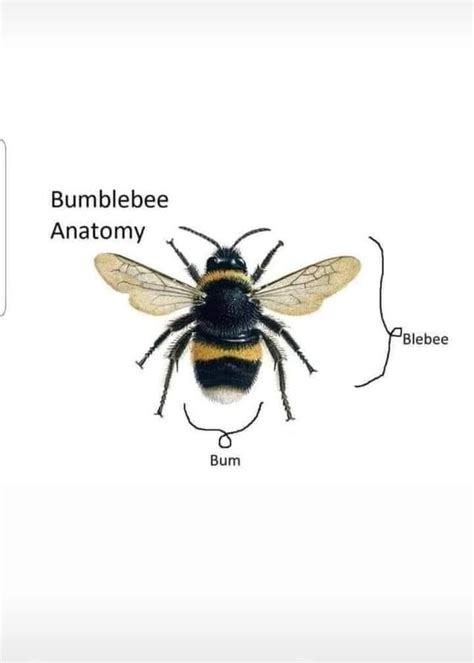 Anatomy of a bumblebee : r/wholesomememes