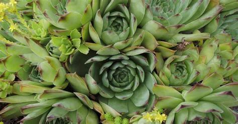 Colorful sempervivum houseleek varieties sitting close together in the ...