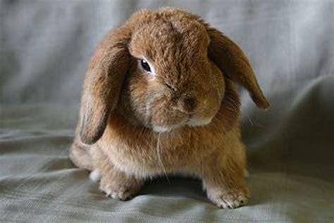 The Ultimate Guide to Dwarf Rabbit Care | PetHelpful