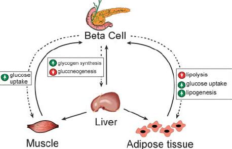 The feedback loops of the insulin axis involve a number of different... | Download Scientific ...