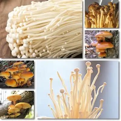 Properties and Benefits of Enokitake Mushrooms - NatureWord