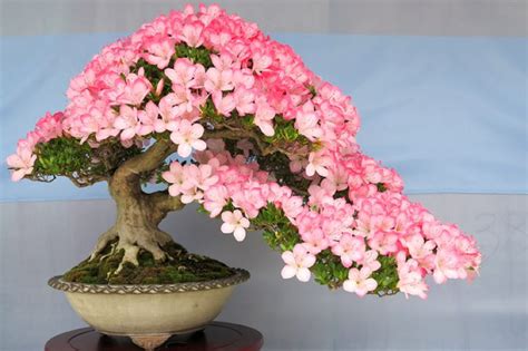 Flowering Bonsai - The Bonsai Seed