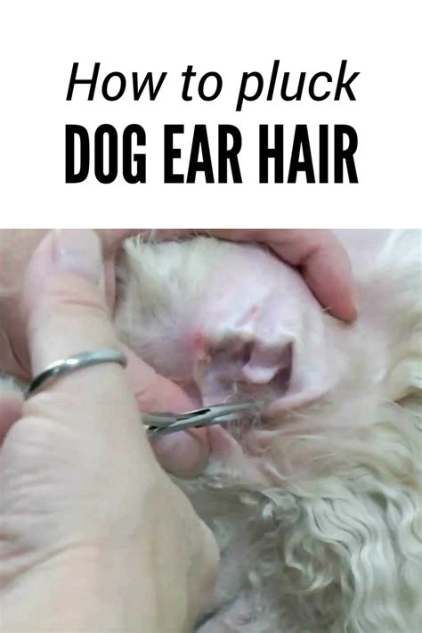 How to pluck dog ear hair | Dog grooming styles, Puppy grooming, Dog ...