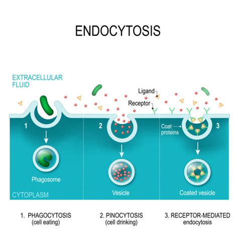 520点を超えるLysosomeのストックフォト、写真、そしてロイヤリティフリーの画像 - iStock