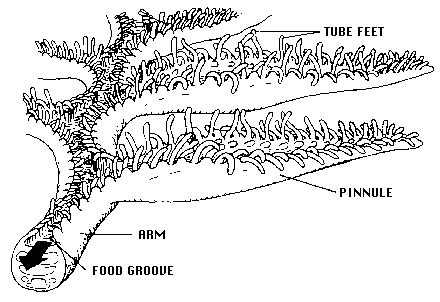 Crinoidea