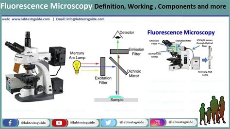 Fluorescence Microscopy Images And Light Microscopy I - vrogue.co