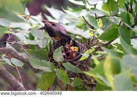 Robin Bird Feeding Image & Photo (Free Trial) | Bigstock