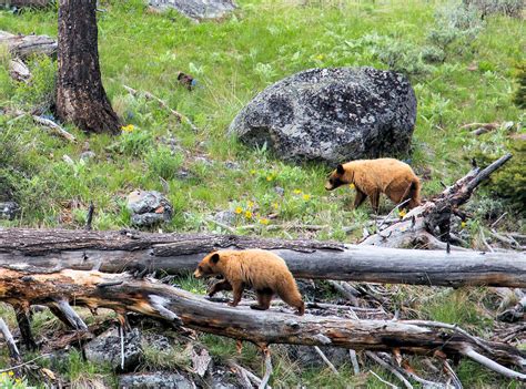 Black Bears - Yellowstone Wildlife