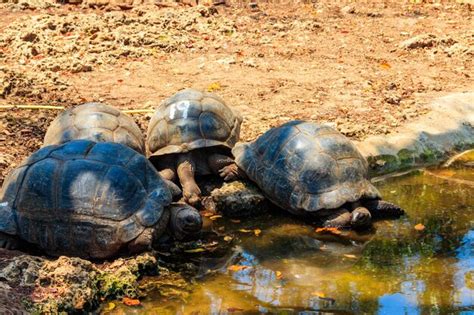 Premium Photo | Aldabra giant tortoises on prison island zanzibar in ...